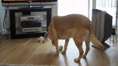 全部もってきたよ お口いっぱいにボールをつめ込むおもしろワンちゃん みんなのペットライフ 全部もってきたよ お口いっぱいにボールをつめ込むおもしろワンちゃん みんなのペットライフ