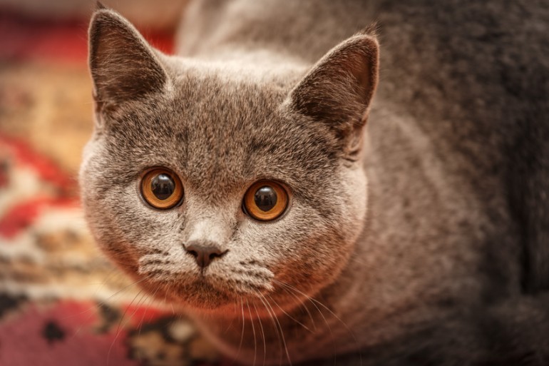 ブリティッシュショートヘアを徹底解説 顔も体もまるまるとした もふもふ猫と暮らす みんなのペットライフ