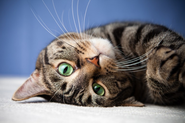 猫の目には不思議がいっぱい 多彩な目の色や暗いところでも見える秘密 みんなのペットライフ
