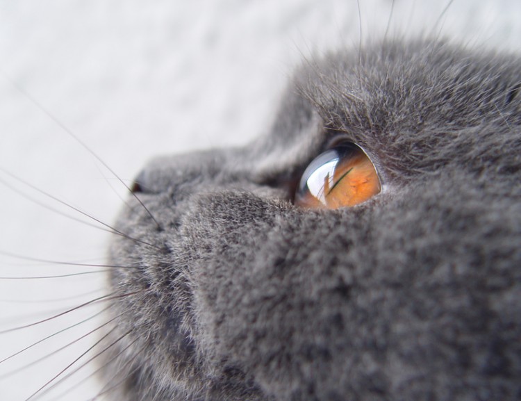 猫の目には不思議がいっぱい 多彩な目の色や暗いところでも見える秘密 みんなのペットライフ