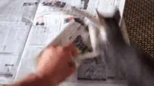突撃ニャ おてんばニャンコのおはぎちゃん 新聞紙の上で大あばれ W みんなのペットライフ 突撃ニャ おてんばニャンコのおはぎちゃん 新聞紙の上で大あばれ W みんなのペットライフ