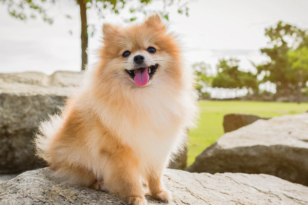 ポメラニアンを徹底解説 まるでぬいぐるみ メディアでも大人気の小型犬ポメラニアン みんなのペットライフ