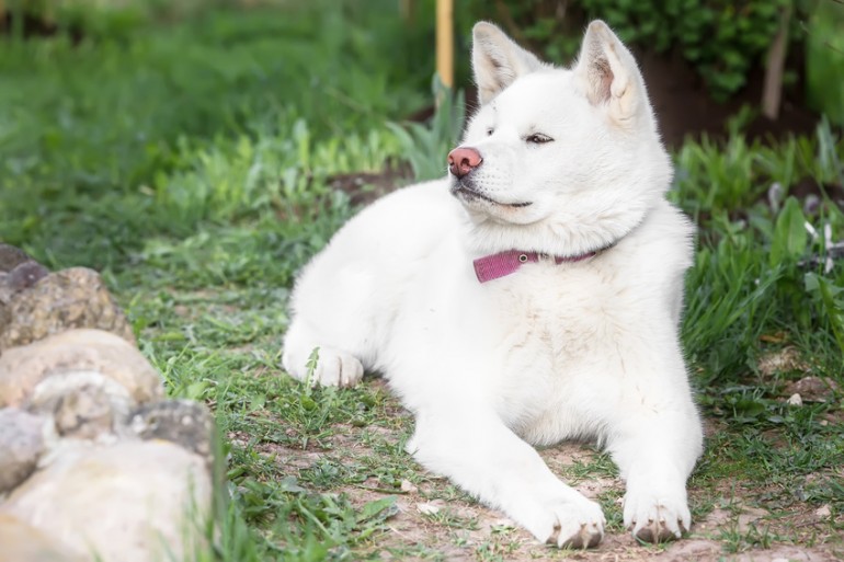 忠犬ハチ公 でお馴染みの秋田犬 忠実で従順な性格ってホント みんなのペットライフ