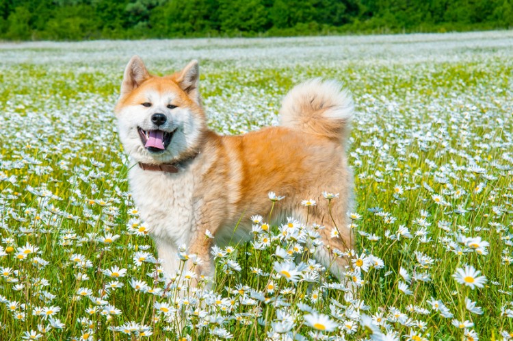 忠犬ハチ公 でお馴染みの秋田犬 忠実で従順な性格ってホント みんなのペットライフ