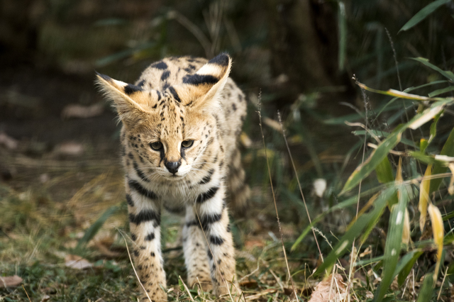 サーバルキャット サバンナ はなつくの 性格や飼い方を徹底解説