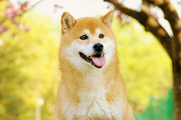 柴犬を徹底解説 世界中で大人気 日本犬人気no 1の柴犬の特徴 性格 飼い方とは みんなのペットライフ