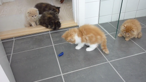 動く虫のおもちゃに期待以上のリアクションを見せるペルシャの子猫たち W みんなのペットライフ