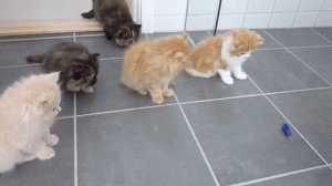 動く虫のおもちゃに期待以上のリアクションを見せるペルシャの子猫たち W みんなのペットライフ