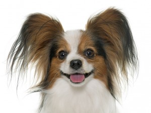 Www Min Petlife Com Www Min Petlife Com