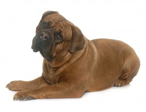 立ち耳 垂れ耳 だけじゃない 実はたくさんある犬の耳の形 みんなのペットライフ 立ち耳 垂れ耳 だけじゃない 実はたくさんある犬の耳の形 みんなのペットライフ