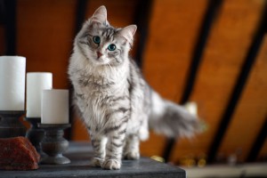 伝説になる大きさ? ノルウェージャンフォレストキャットの