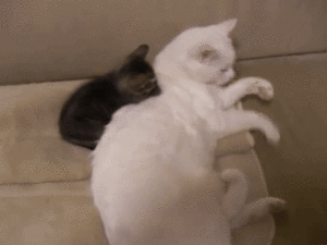 構ってニャン お兄さんニャンコにどうしても遊んでほしい子ネコちゃん みんなのペットライフ 構ってニャン お兄さんニャンコにどうしても遊んでほしい子ネコちゃん みんなのペットライフ