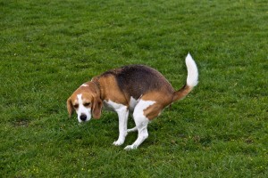 なんでそんなの食べちゃうの 飼い主が知らない犬が食糞する理由と対処法 みんなのペットライフ なんでそんなの食べちゃうの 飼い主が知らない犬が食糞する理由と対処法 みんなのペットライフ