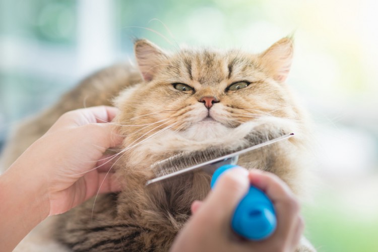 猫の抜け毛が増える3つの理由 抜け毛対策 掃除のコツも紹介 みんなのペットライフ