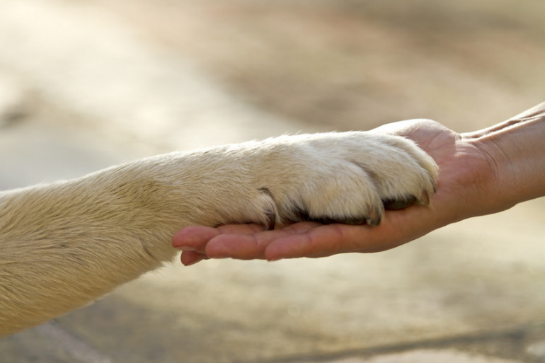 犬と人