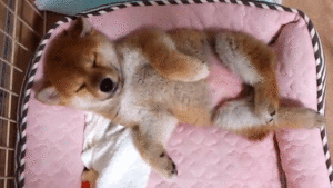 へそ天でぐっすり あどけない寝姿がかわいらしい柴犬の子イヌちゃん みんなのペットライフ