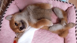 へそ天でぐっすり あどけない寝姿がかわいらしい柴犬の子イヌちゃん みんなのペットライフ
