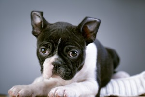 小さなアメリカの紳士 賢く温厚なボストンテリア 飼い方のポイントは みんなのペットライフ 小さなアメリカの紳士 賢く温厚なボストンテリア 飼い方のポイントは みんなのペットライフ