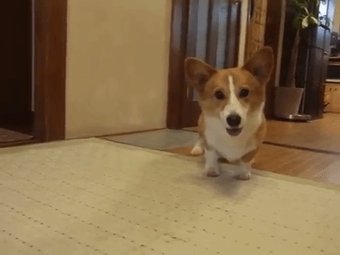 はやくはやく ボールが大好きすぎて待ちきれないワンコ みんなのペットライフ はやくはやく ボールが大好きすぎて待ちきれないワンコ みんなのペットライフ