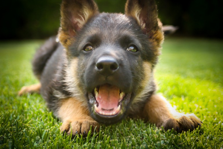 Image result for German Shepherd  犬  おもちゃで遊ぶ