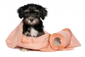 ニオイがきつくなった 犬のおしっこからわかる病気のサインとチェックのポイント みんなのペットライフ ニオイがきつくなった 犬のおしっこからわかる病気のサインとチェックのポイント みんなのペットライフ