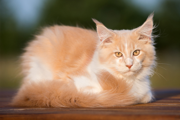 メインクーンを徹底解説 その大きさはギネス級 心やさしい巨大な猫メインクーンの魅力 みんなのペットライフ