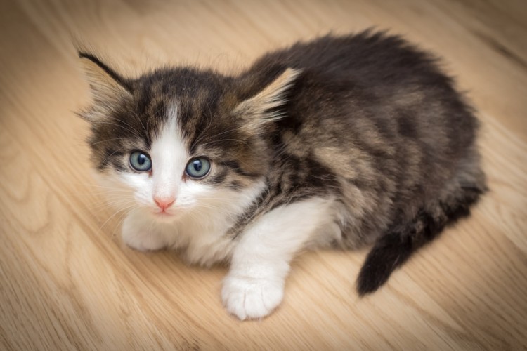 子猫を育てる 生後1年が分かれ道 もふかわノルウェージャンフォレストキャットの育て方 みんなのペットライフ