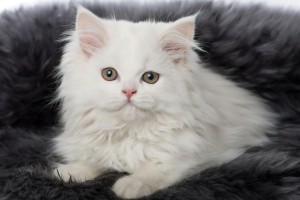 ミヌエットってどんな猫 短い手足がかわいいミヌエットの特徴 性格について みんなのペットライフ
