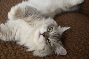 ミヌエットってどんな猫 短い手足がかわいいミヌエットの特徴 性格について みんなのペットライフ