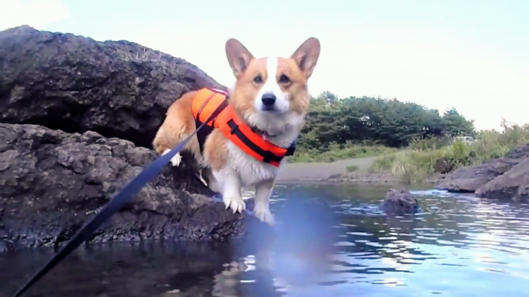 短いあんよでも一生懸命 コーギーくんが魅せる 華麗な犬かきテクニック みんなのペットライフ