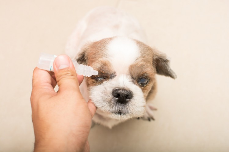 そんなに嫌がらなくても 嫌がる犬に上手に目薬を差す方法 みんなのペットライフ