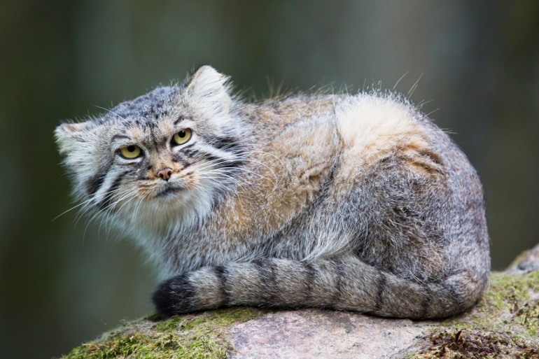 しゃべり出しそう モフモフで短足の野生動物 マヌルネコの生態 みんなのペットライフ