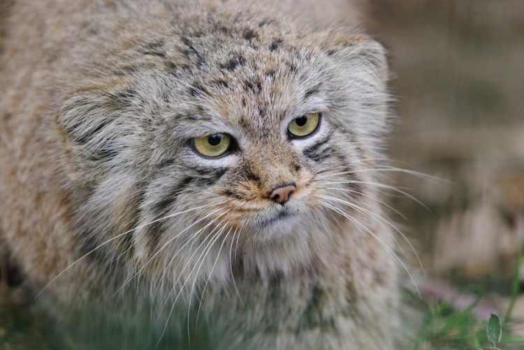 しゃべり出しそう モフモフで短足の野生動物 マヌルネコの生態 みんなのペットライフ