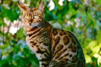 年人気の猫種ランキングtop10 各猫種の特徴や性格もご紹介 みんなのペットライフ
