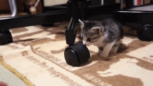 反応に困るニャ W 飼い主さんの手にちょっぴりとまどう子猫のおはぎちゃん みんなのペットライフ 反応に困るニャ W 飼い主さんの手にちょっぴりとまどう子猫のおはぎちゃん みんなのペットライフ