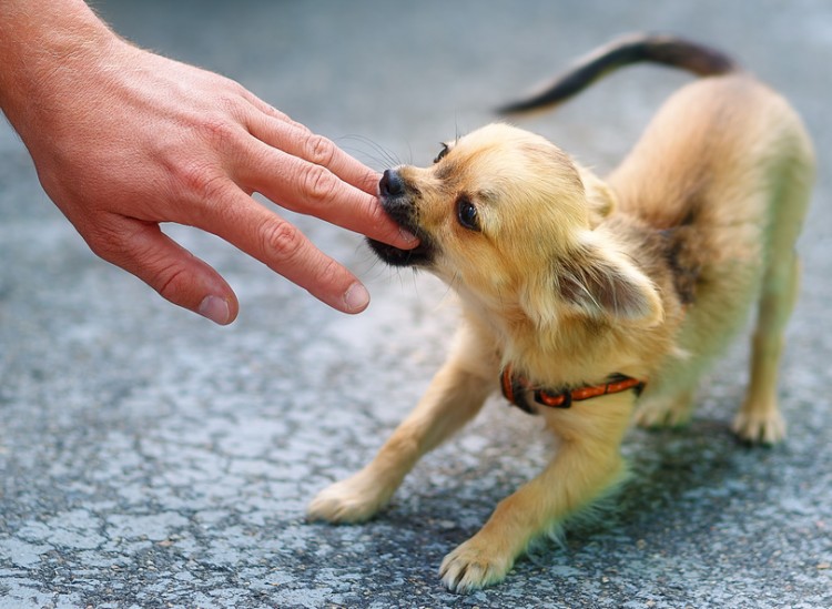 に たら れ 犬 科 噛ま 何