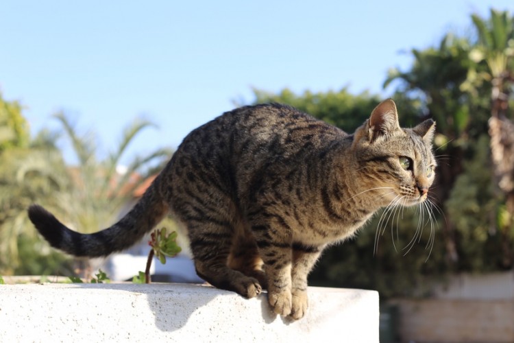 おしっこが臭いのはイケメンの証 猫のおしっこが臭い理由と対処法 みんなのペットライフ