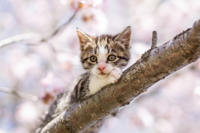 謎の良臭】洗ってないのに、猫はどうしてこんなにいいにおい 