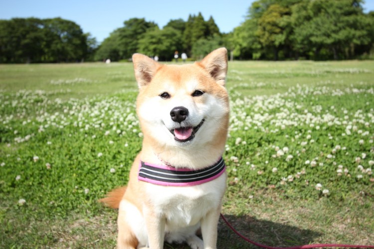 どこで買ったらいいの 柴犬を迎える3つの方法 ペットショップ ブリーダー 里親 みんなのペットライフ