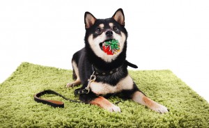 柴犬ビギナーでも安心 柴犬を飼う前に揃えておくべき7つのグッズ みんなのペットライフ 柴犬ビギナーでも安心 柴犬を飼う前に揃えておくべき7つのグッズ みんなのペットライフ