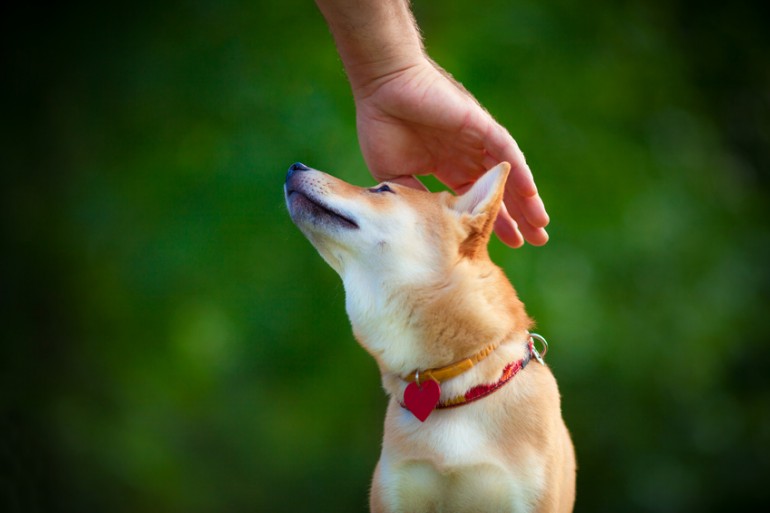 柴犬に信頼される飼い主に しつけ上手になる3つのキーワード みんなのペットライフ