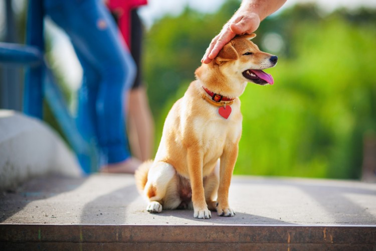 柴犬に信頼される飼い主に しつけ上手になる3つのキーワード みんなのペットライフ