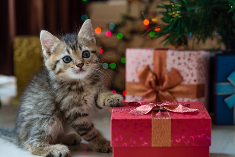 贈り物と子猫