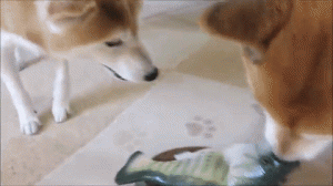 おさかなのおもちゃを一生懸命守る とってもやさしい柴犬のちゃめくん みんなのペットライフ