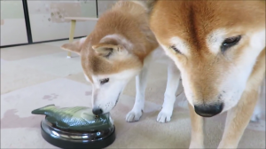 おさかなのおもちゃを一生懸命守る とってもやさしい柴犬のちゃめくん みんなのペットライフ