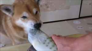 おさかなのおもちゃを一生懸命守る とってもやさしい柴犬のちゃめくん みんなのペットライフ