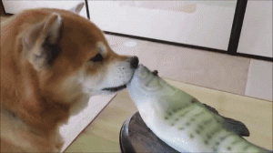 おさかなのおもちゃを一生懸命守る とってもやさしい柴犬のちゃめくん みんなのペットライフ