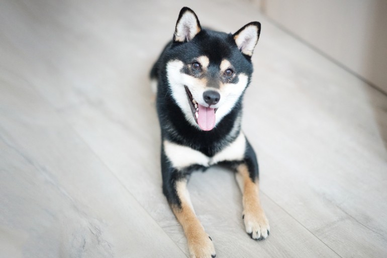 他の犬とはちょっと違う 柴犬ならではのトイレトレーニングを覚えよう みんなのペットライフ