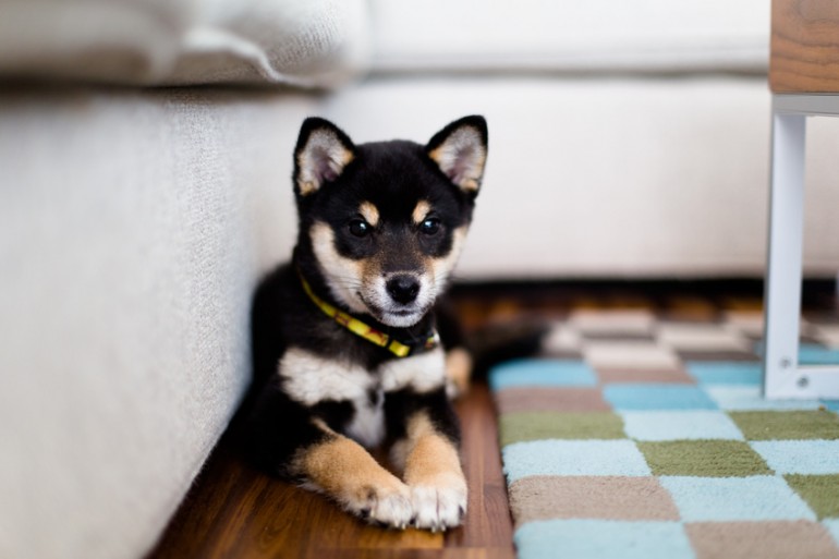 他の犬とはちょっと違う 柴犬ならではのトイレトレーニングを覚えよう みんなのペットライフ