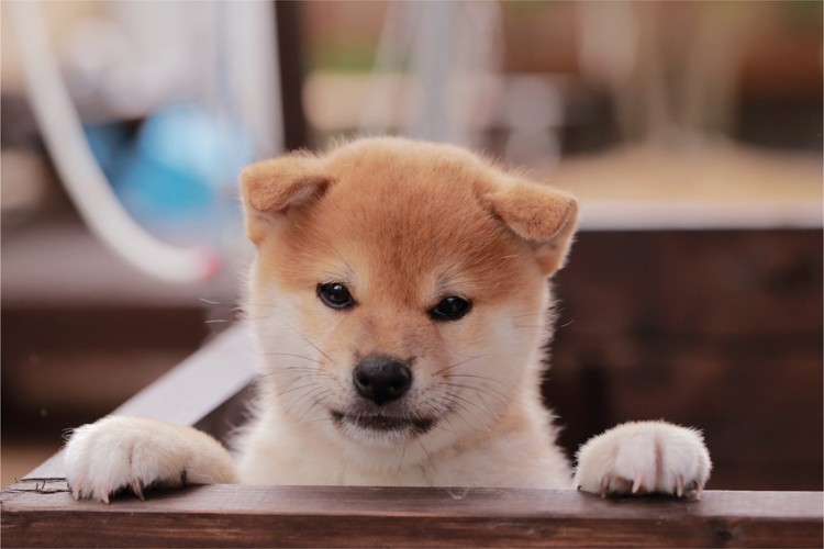 かわいい柴犬の子犬